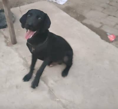 Black Labrador Male Dog for Sale – 6 Months Old
