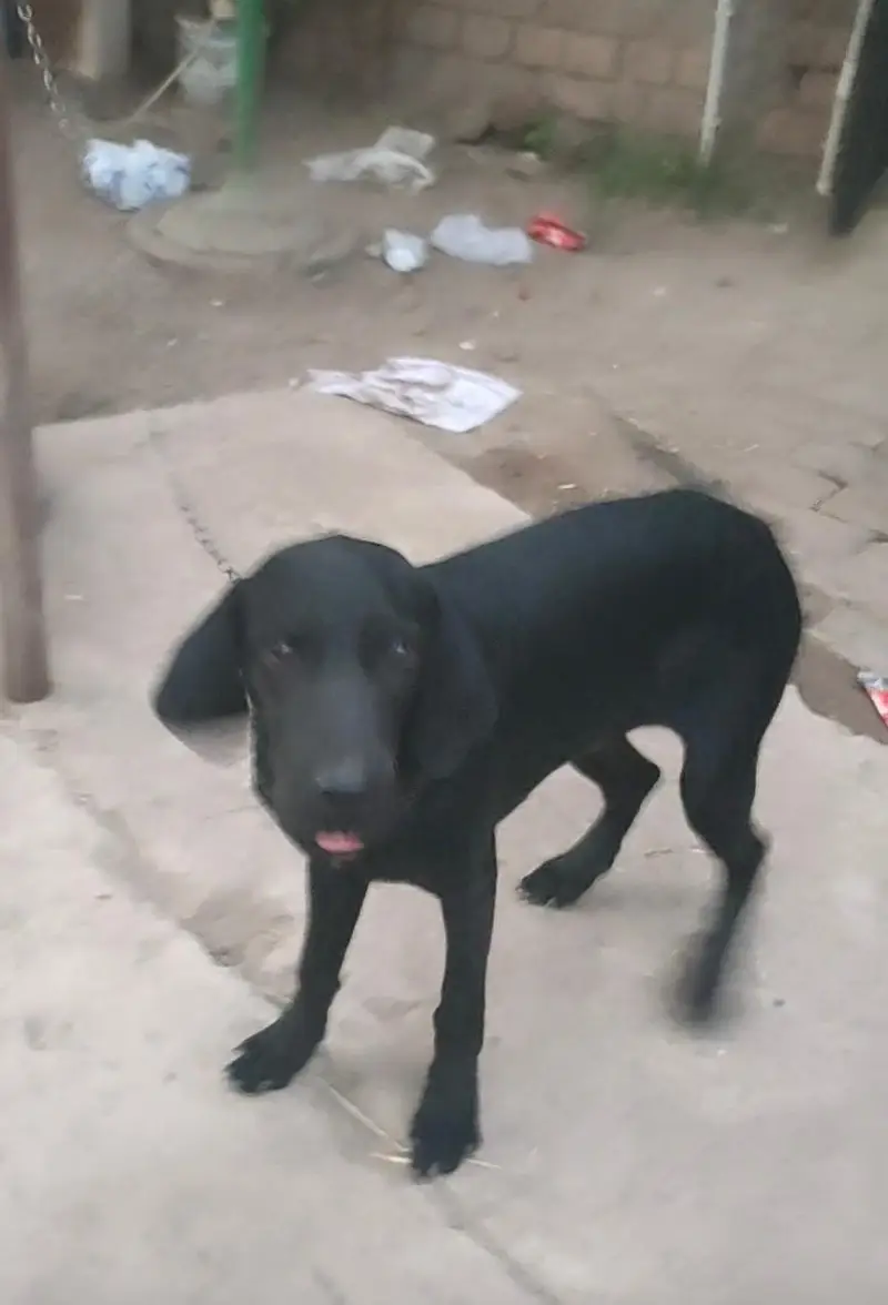 Black Labrador Male Dog for Sale – 6 Months Old — photo 2