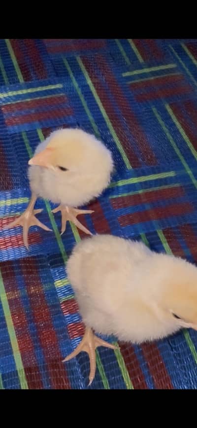 Parrot beak long tail Indian Aseel chick