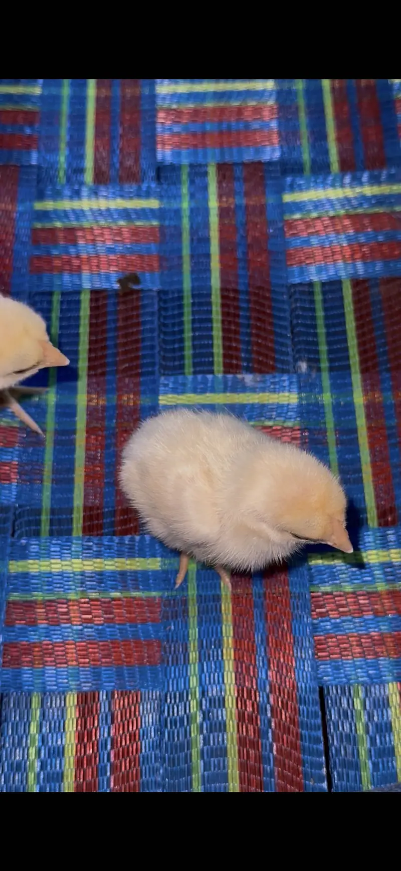 Parrot beak long tail Indian Aseel chick — photo 5