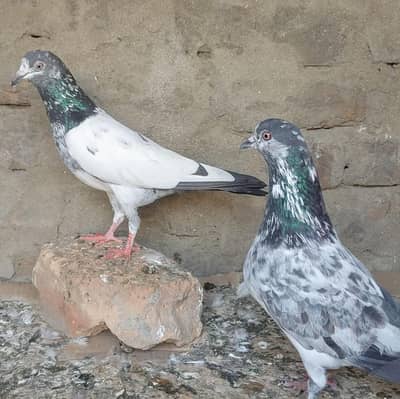 آسمانی کبوتر فار سیل