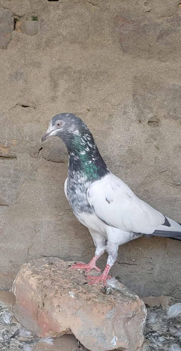 آسمانی ٹیدی کبوتر فار سیل 1