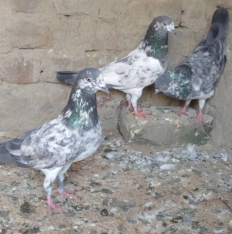 آسمانی ٹیدی کبوتر فار سیل 3