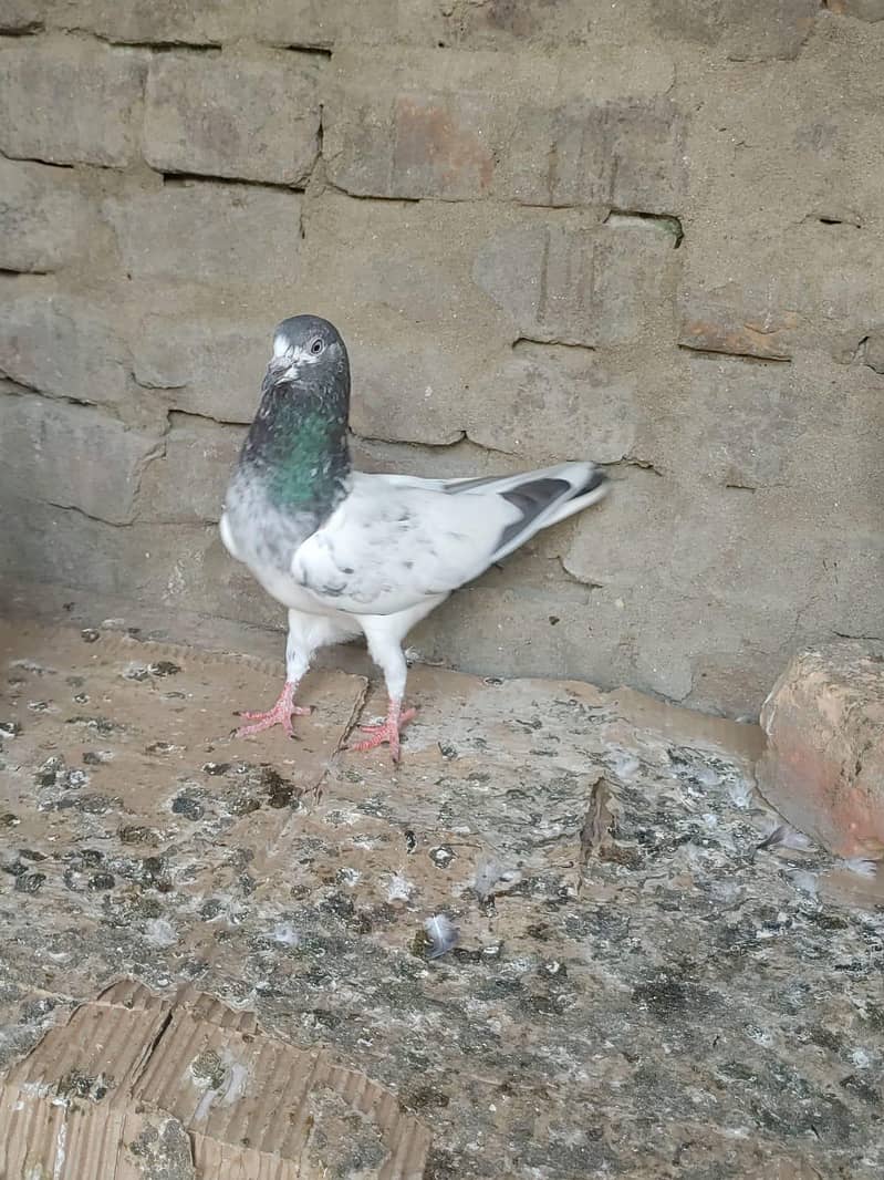 آسمانی ٹیدی کبوتر فار سیل 6