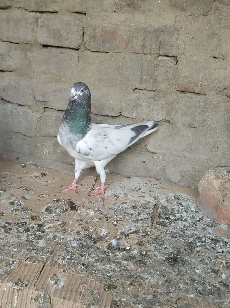 آسمانی ٹیدی کبوتر فار سیل — photo 7