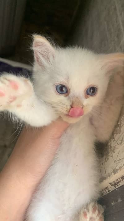 3 Cute Persian Kittens For Sale - 3 Months - Litter Trained - Karachi