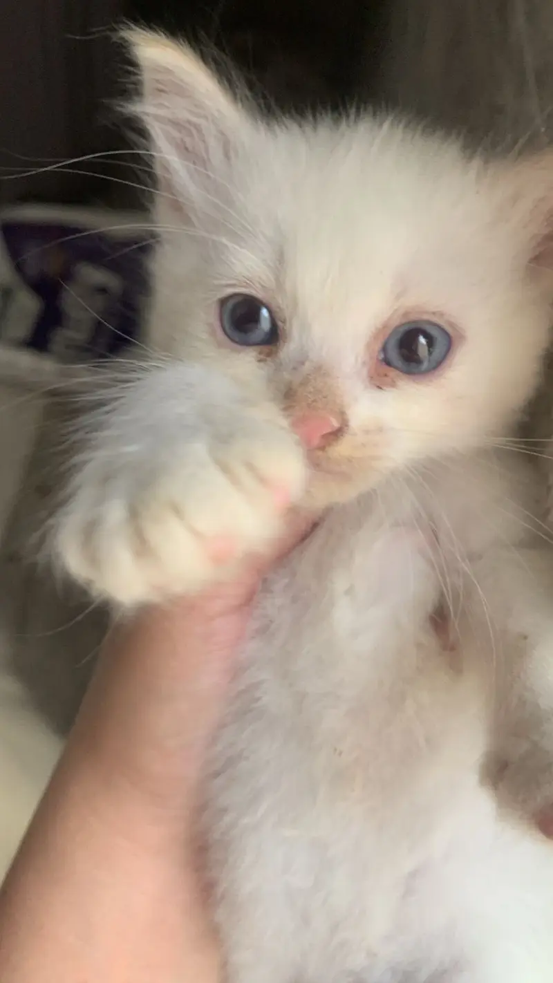 3 Cute Persian Kittens For Sale - 3 Months - Litter Trained - Karachi — photo 2