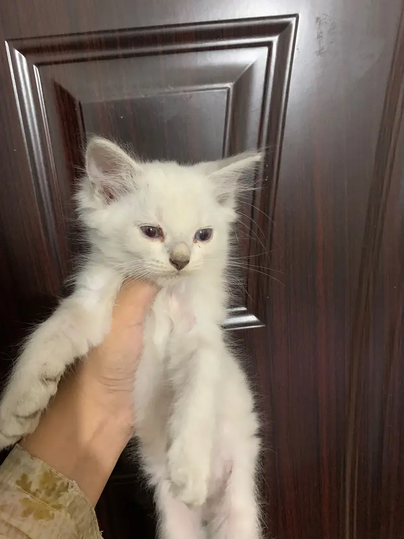 3 Cute Persian Kittens For Sale - 3 Months - Litter Trained - Karachi — photo 3