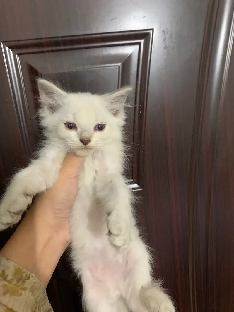 3 Cute Persian Kittens For Sale - 3 Months - Litter Trained - Karachi — photo 4