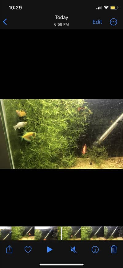 3 baloon moly 3 moly 1 pair tetra 1 baloon moly fry