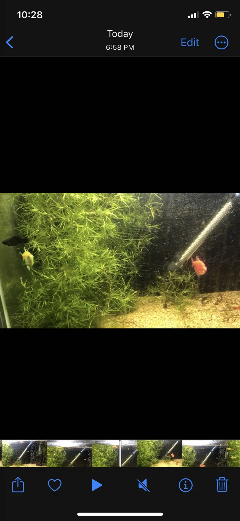 3 baloon moly 3 moly 1 pair tetra 1 baloon moly fry — photo 2
