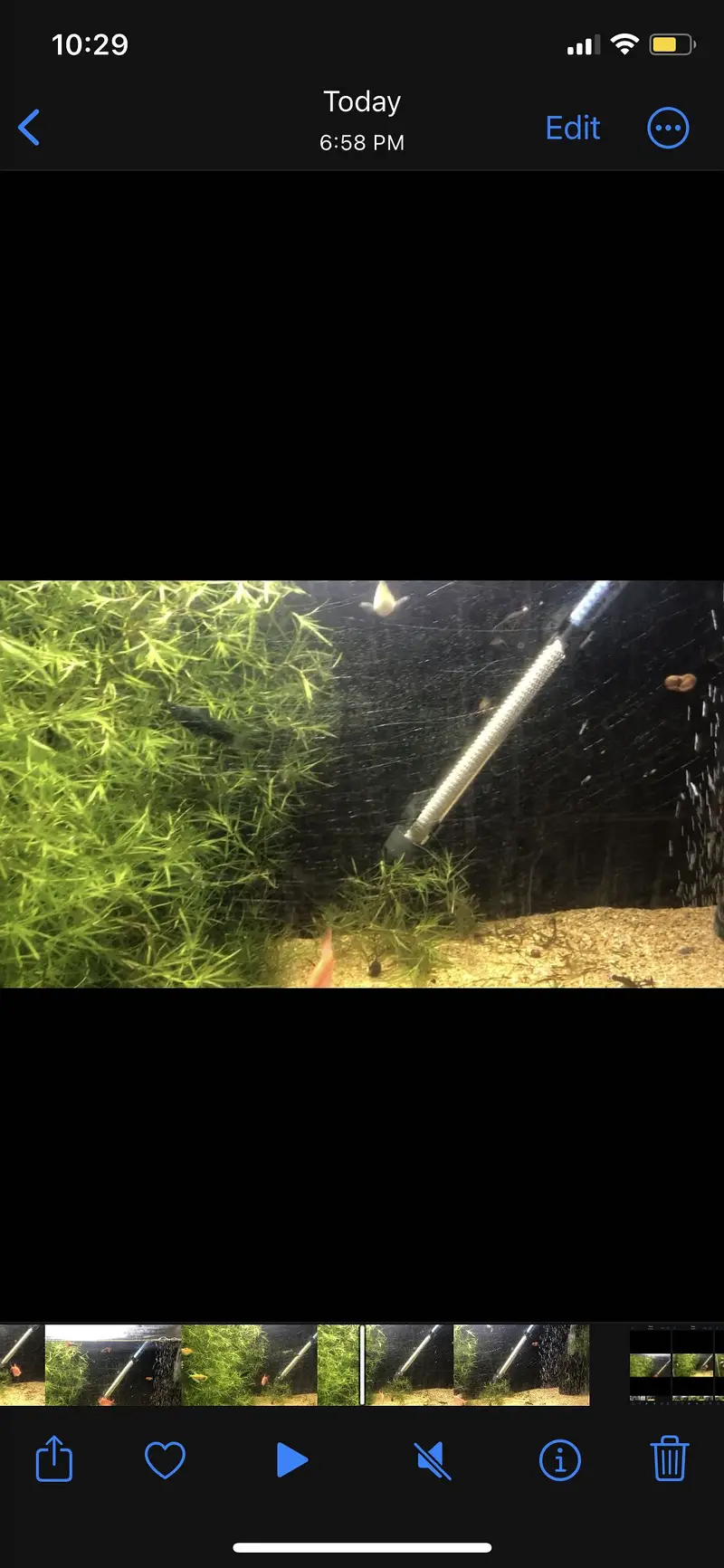 3 baloon moly 3 moly 1 pair tetra 1 baloon moly fry — photo 3