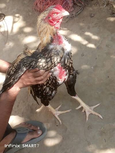 Aseelmianwali