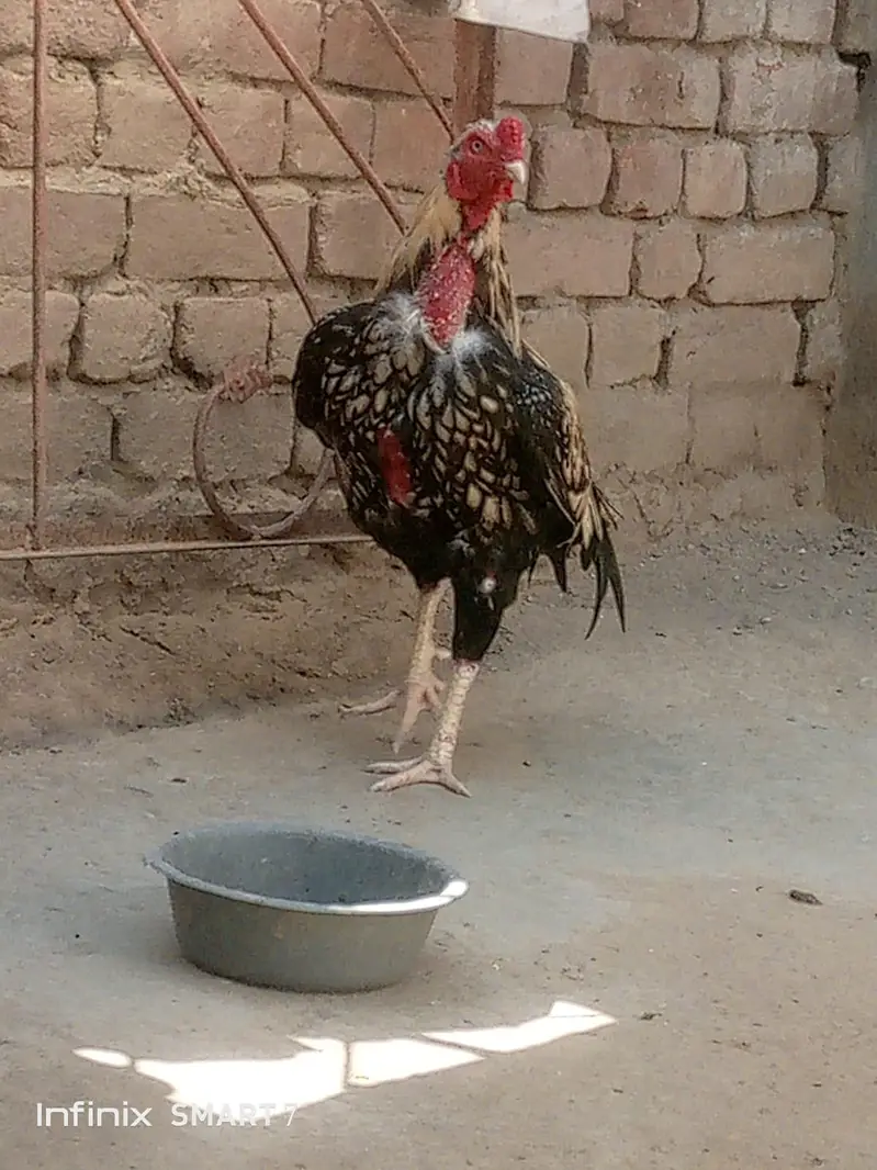 Aseelmianwali — photo 2