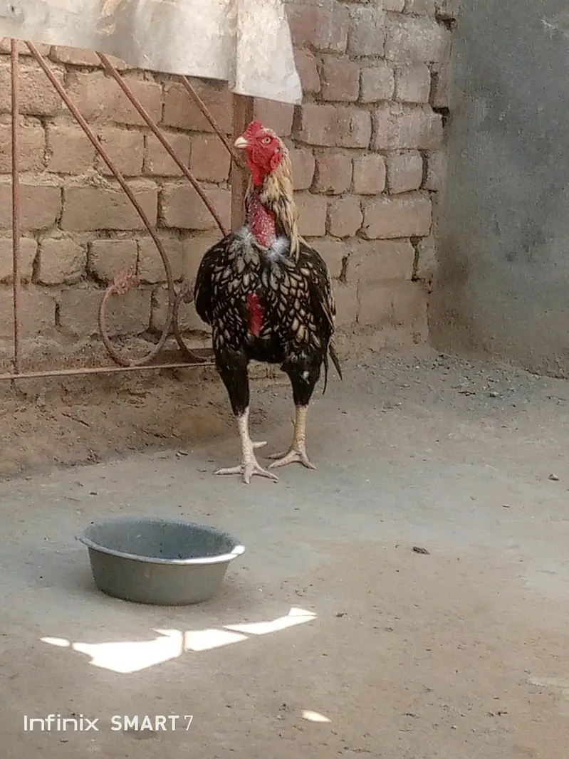 Aseelmianwali — photo 3