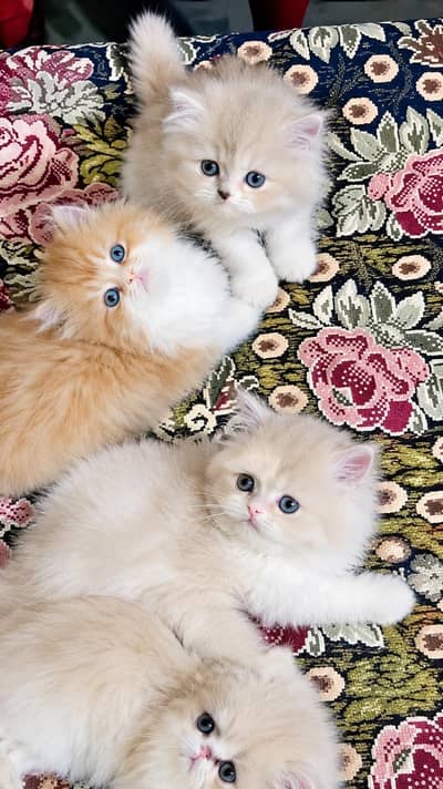 Persian kittens| Triple Coated |Punch Face _whatsap 03023336605