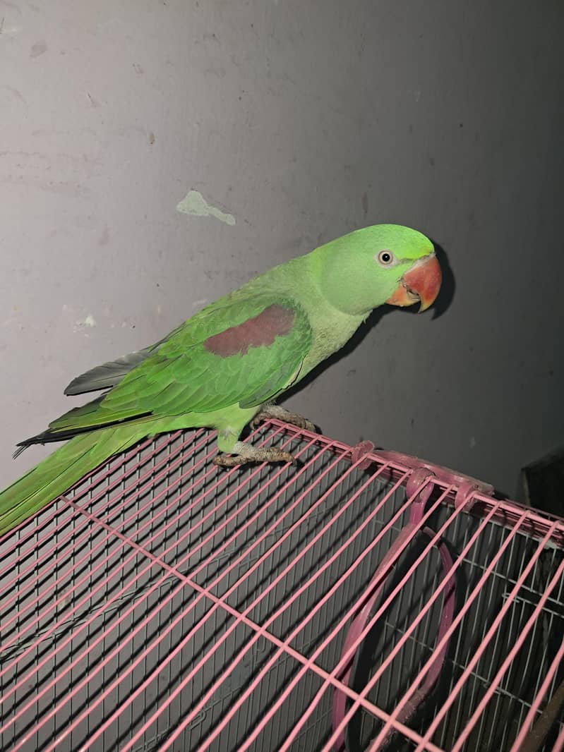 Raw parrot 1