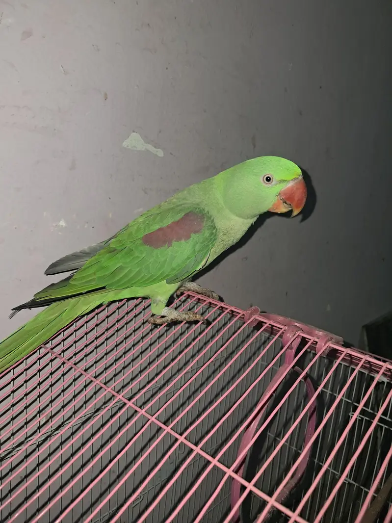 Raw parrot — photo 2