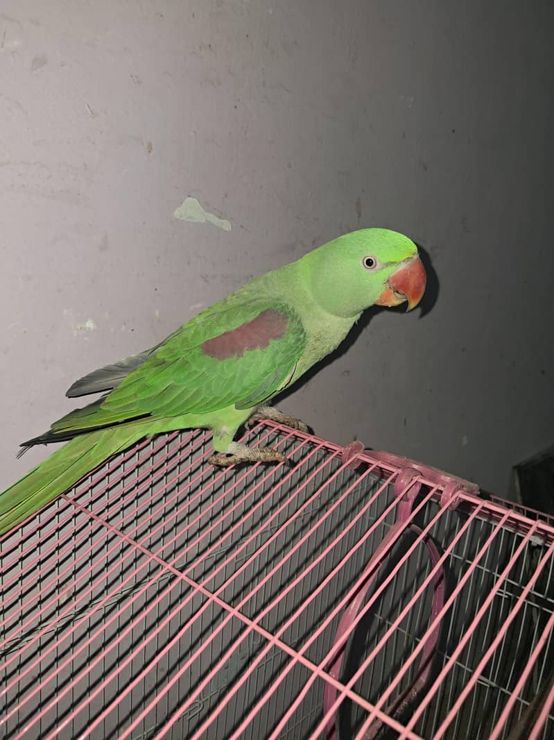 Raw parrot 2