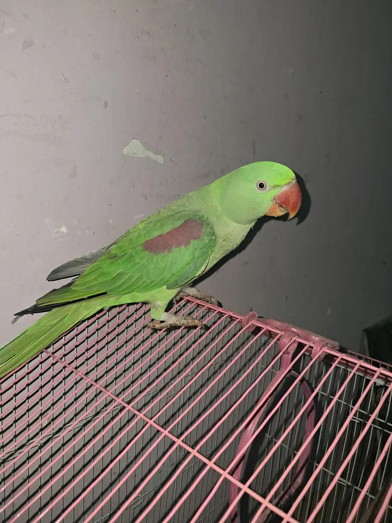 Raw parrot — photo 3