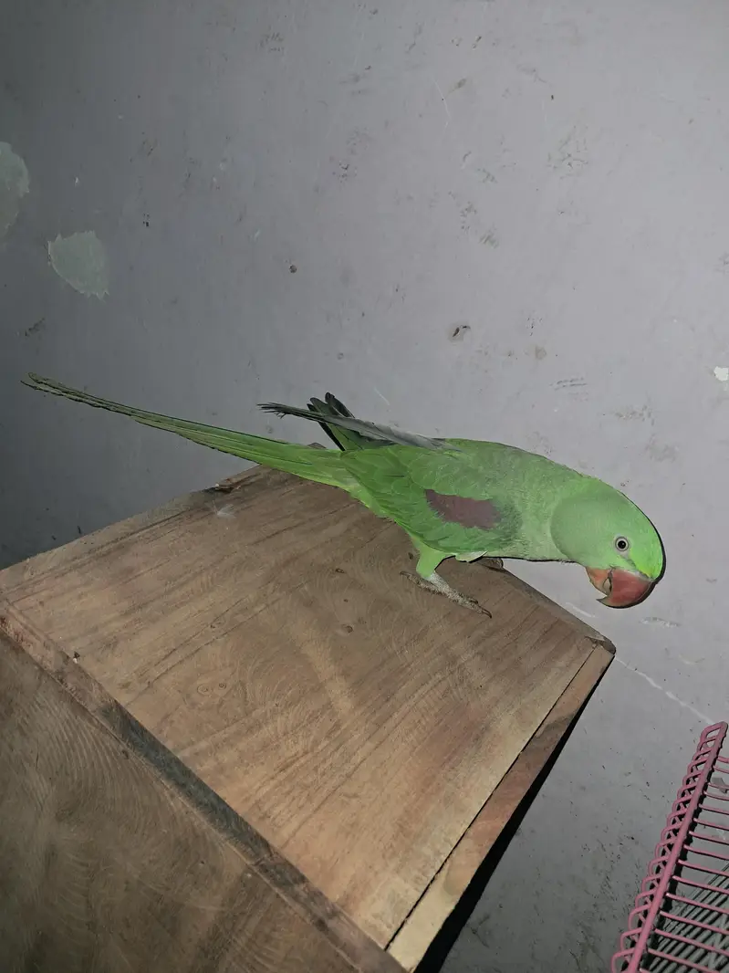 Raw parrot — photo 4