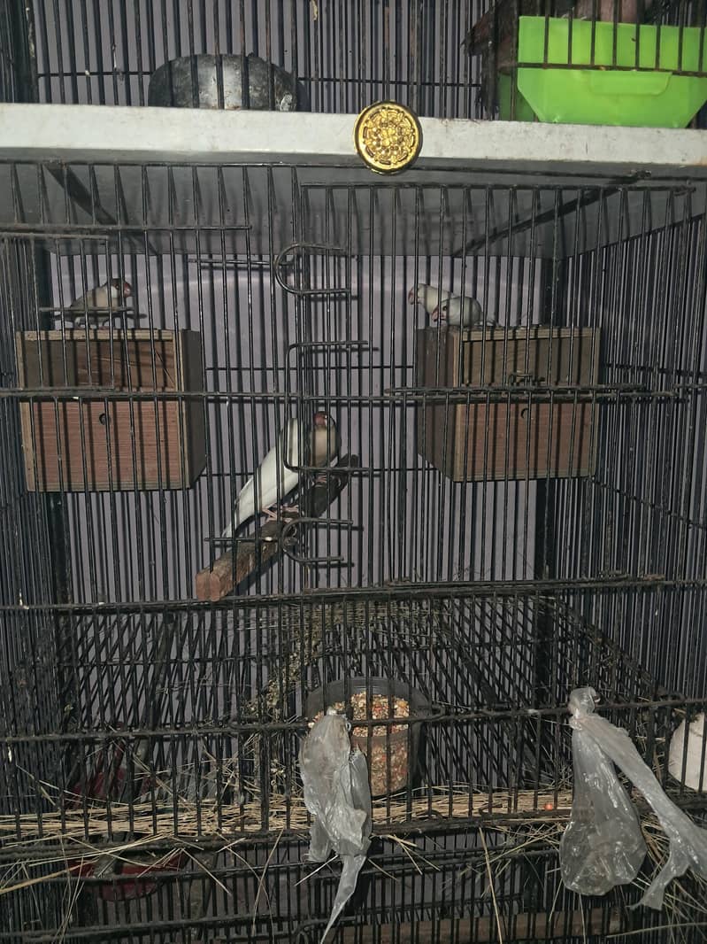 Raw parrot 5