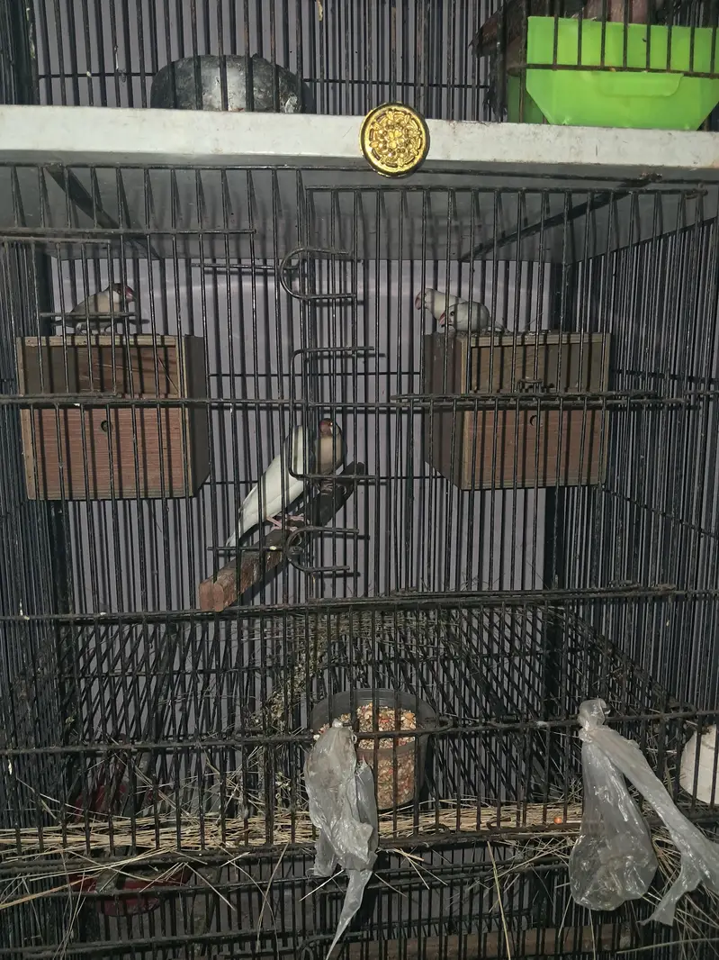 Raw parrot — photo 6