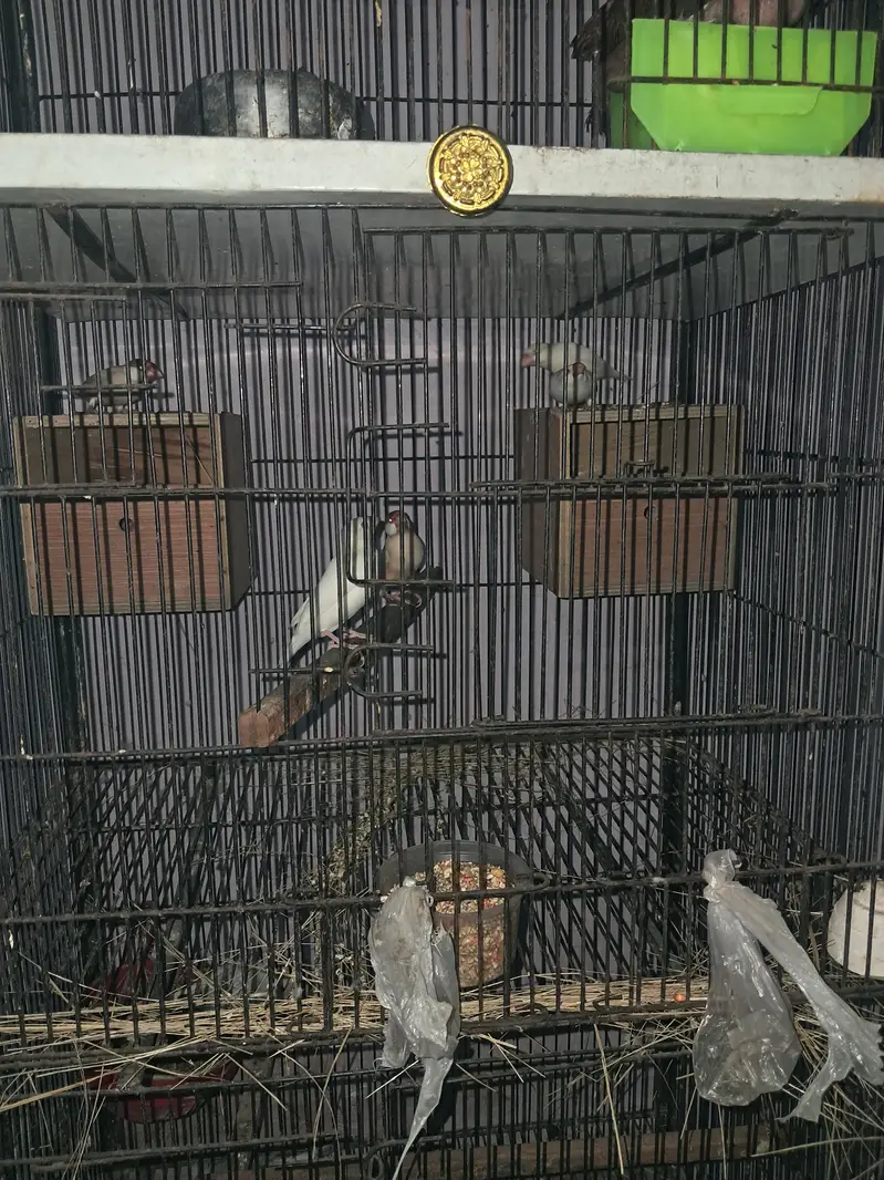Raw parrot — photo 7