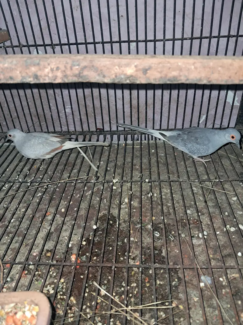 Raw parrot — photo 8