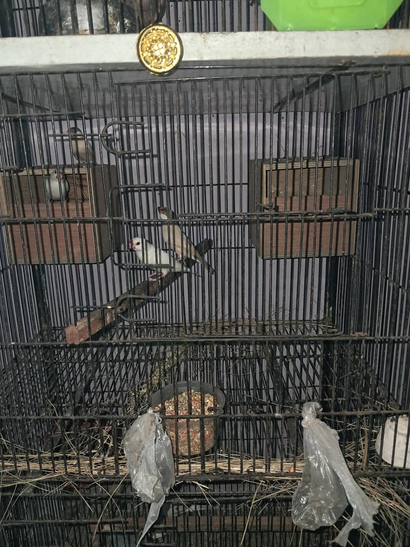 Raw parrot 8