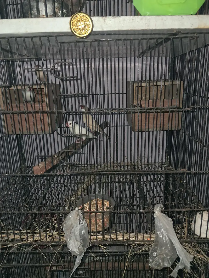 Raw parrot — photo 9