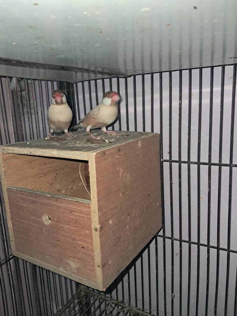 Raw parrot 10