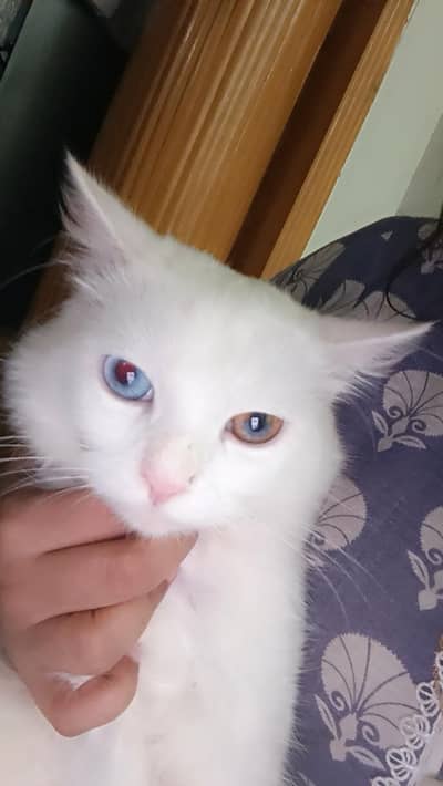 White persian cat