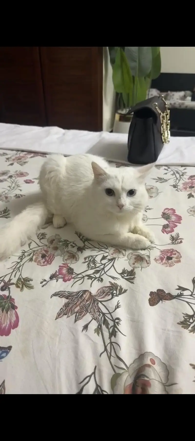 White persian cat — photo 2