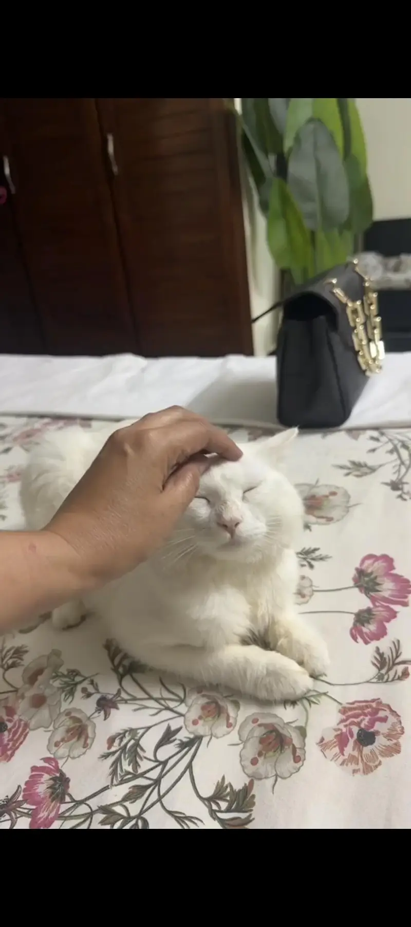 White persian cat — photo 3