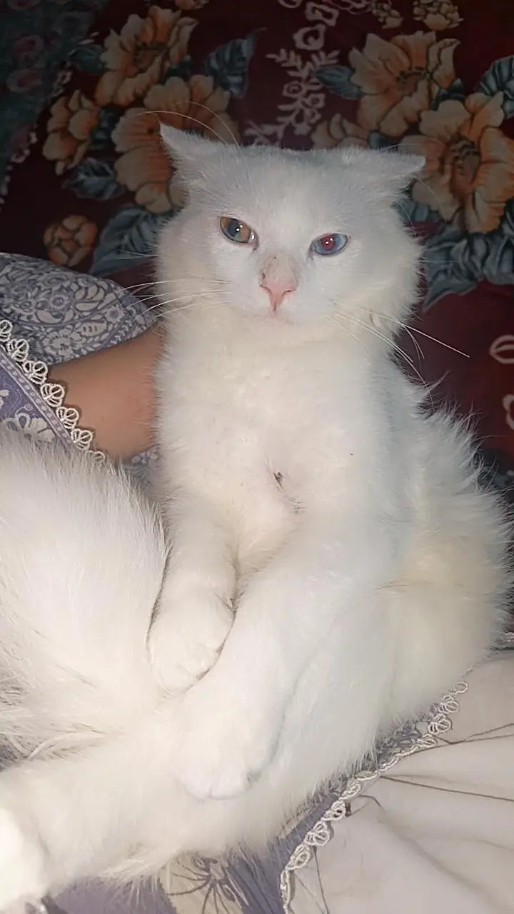 White persian cat — photo 4