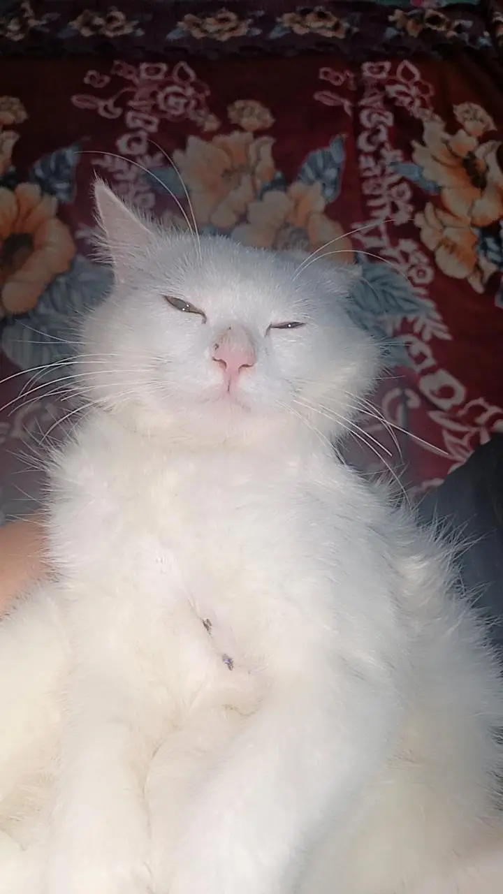White persian cat — photo 5