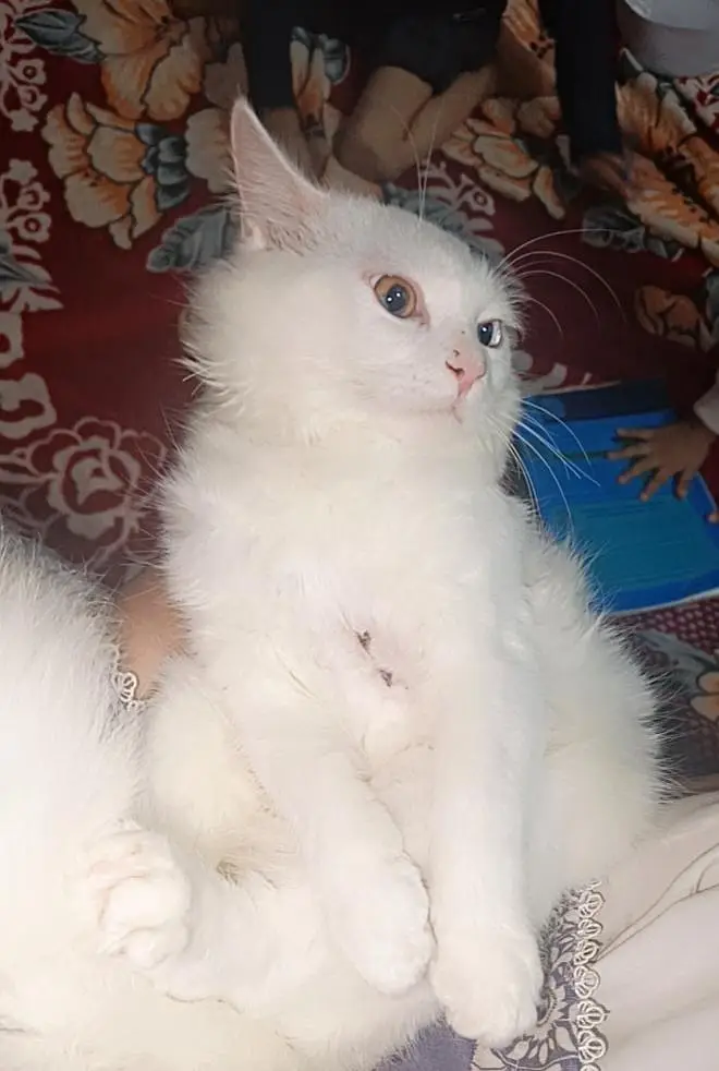 White persian cat — photo 6