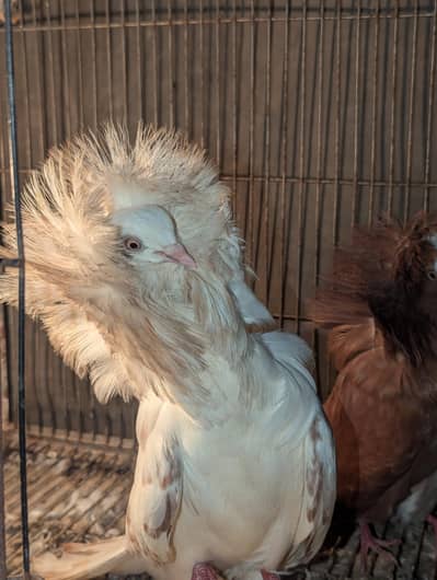 jacobin tripple hood confirm breeder pair