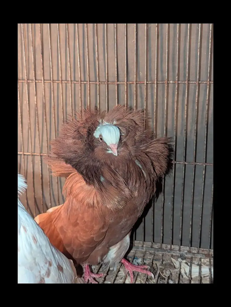 jacobin tripple hood confirm breeder pair — photo 2