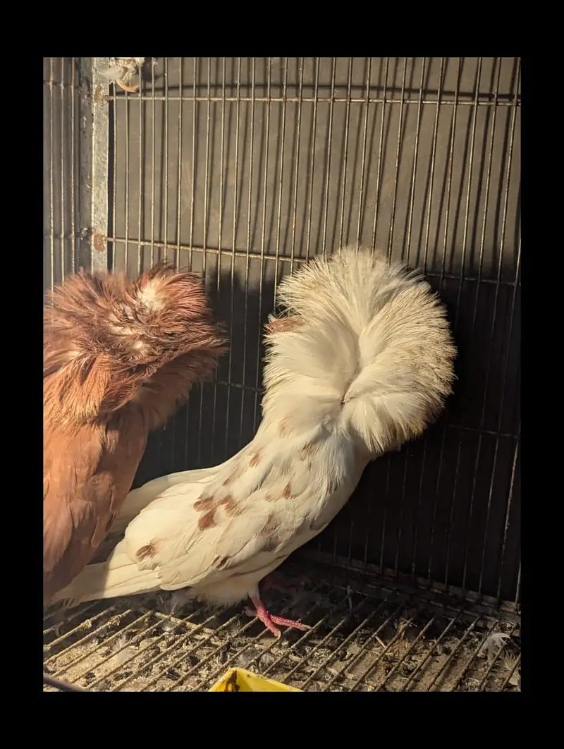 jacobin tripple hood confirm breeder pair — photo 3