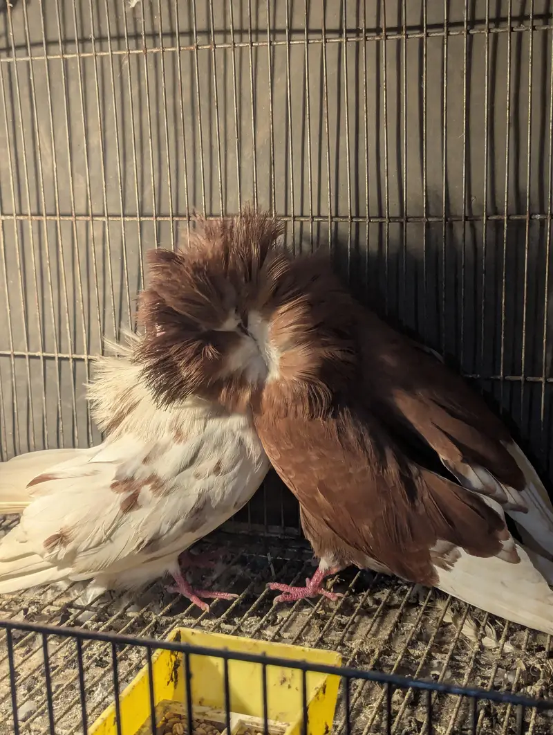jacobin tripple hood confirm breeder pair — photo 4