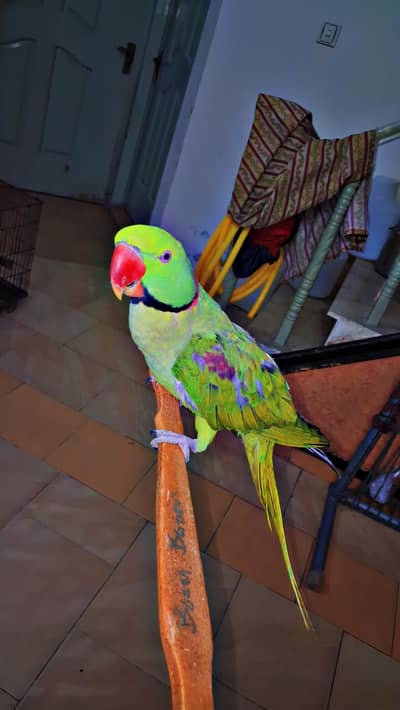 Raw Parrot