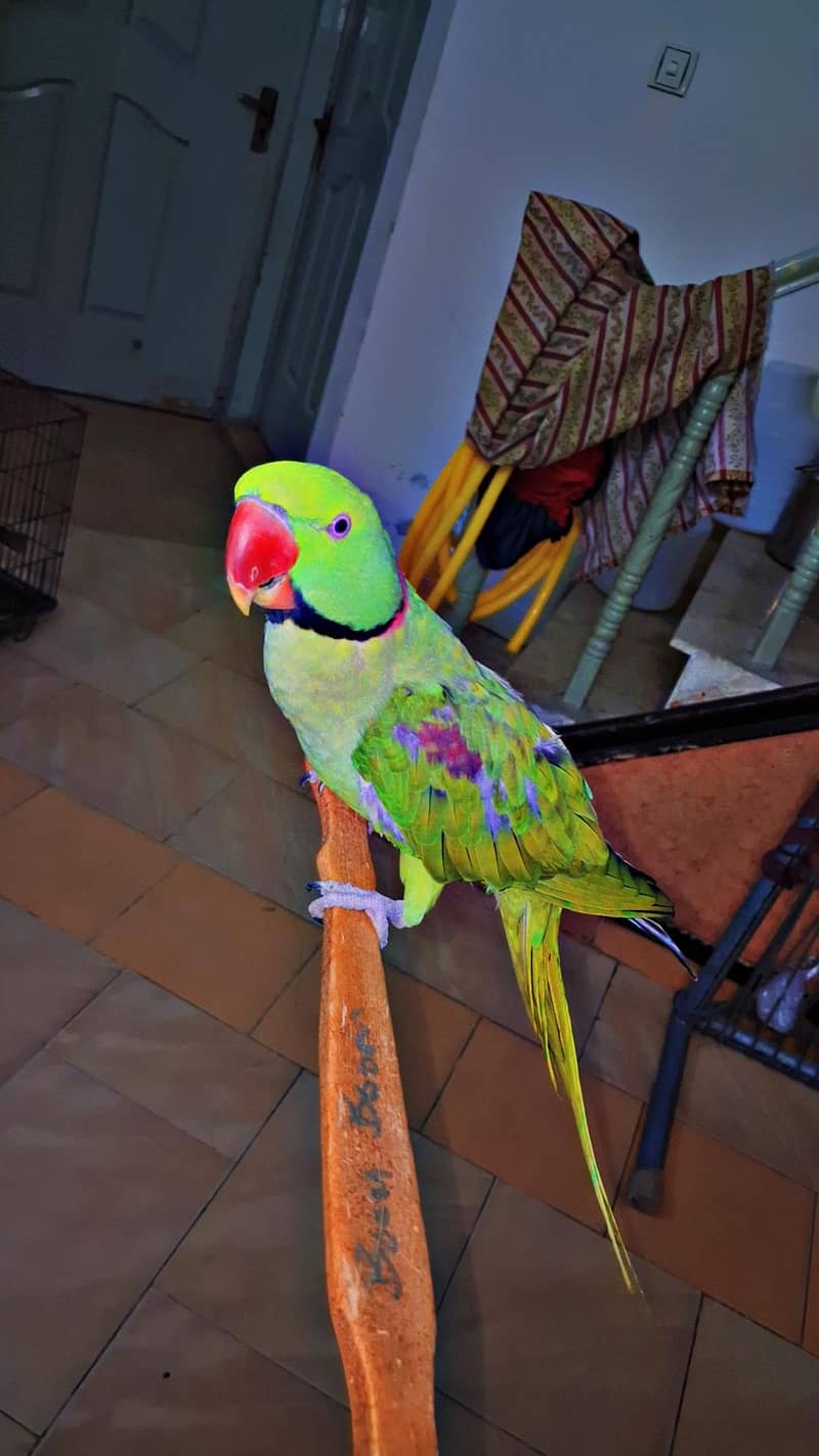 Raw Parrot 0