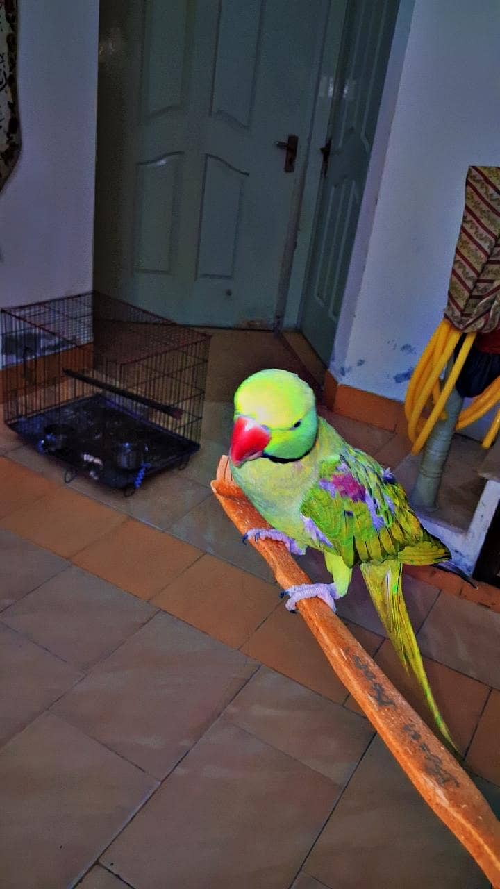Raw Parrot 1