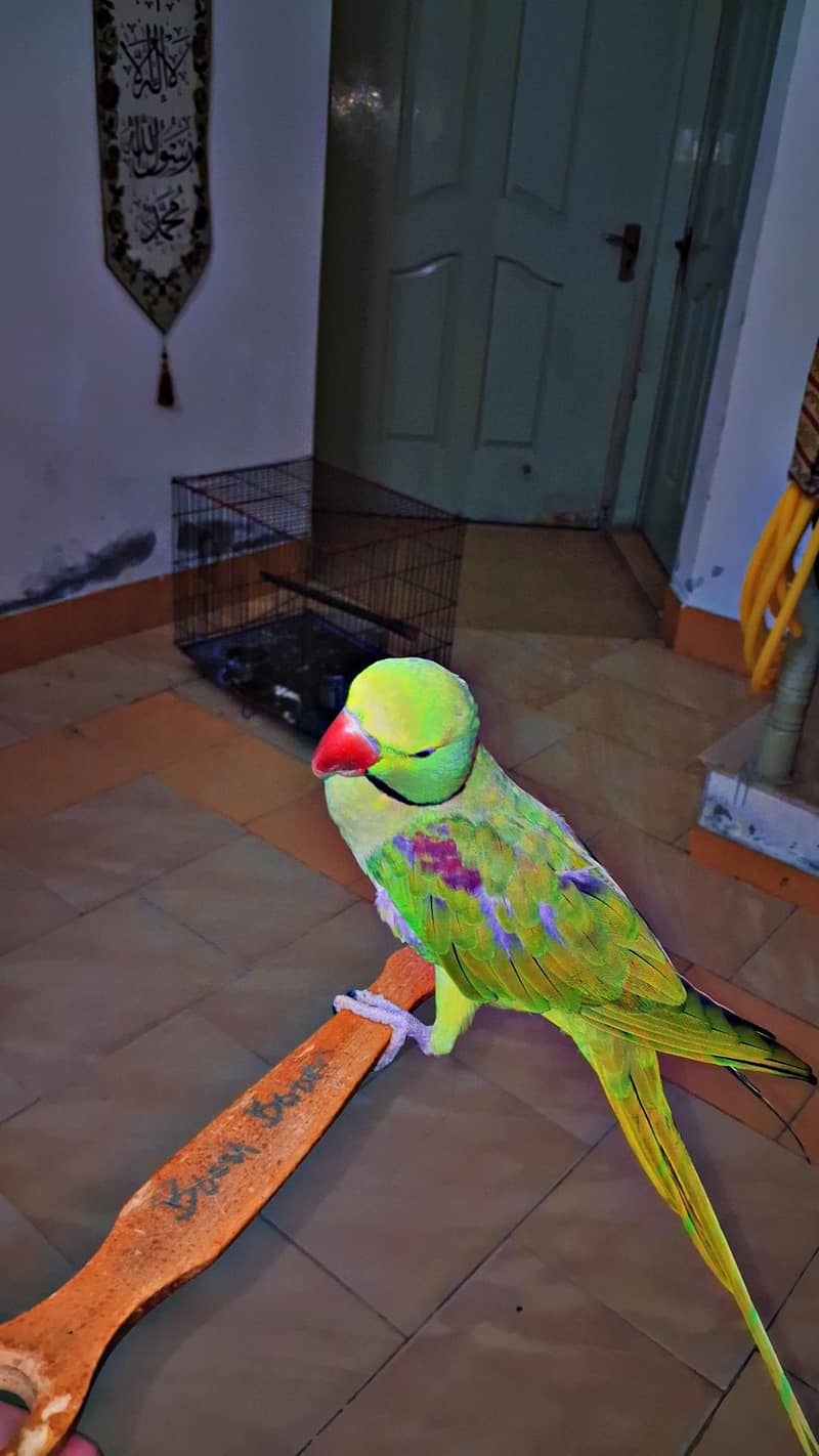 Raw Parrot 2