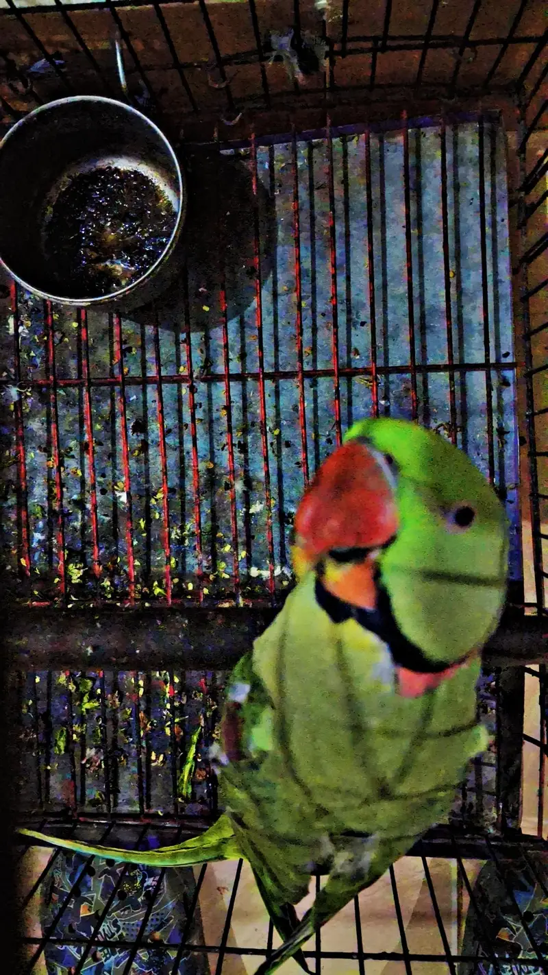 Raw Parrot — photo 4