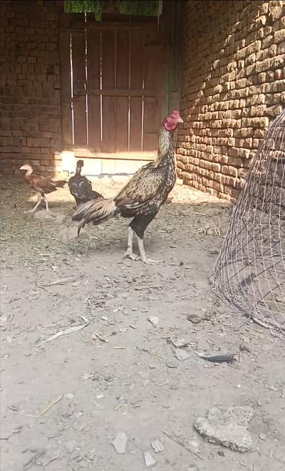 Pair For Sale High Quality