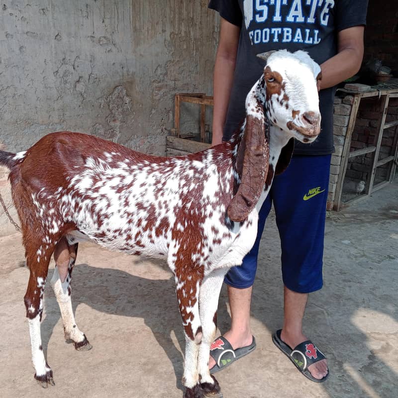 goats 0