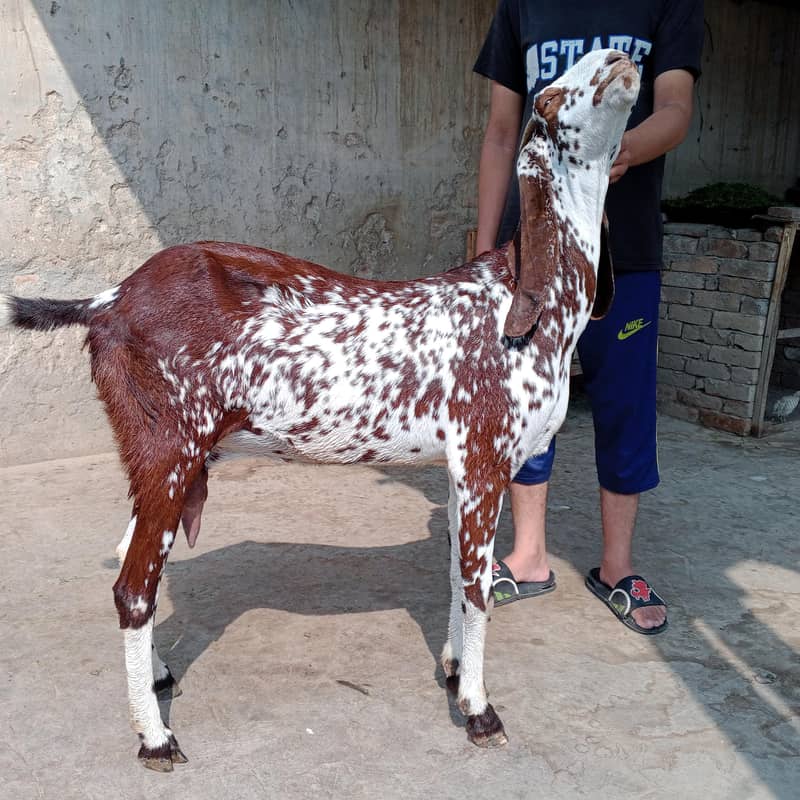 goats 1